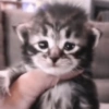 Gatitos triste 🥺 8