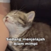 Kucing Gemoy 11