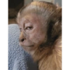 Monkey Stickers 1 28
