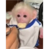 Mollami sempre saffy sono 17