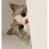 Michis para reaccionar 🐱😻❤️ 9 🐱