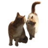 Kucing 7