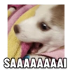 Zelda, the Husky 14