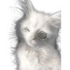 Gatos Icon😻💞⭐ 22