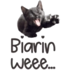 Kucing Lucu 6
