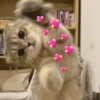 Gatitos amor 5