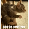 Cat 8