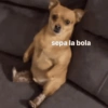 sepa la bola