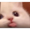 Catscatacats9 18
