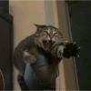 Cat meme 23