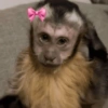 Macaco 18