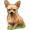 Perritos mal recortados 12