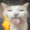 🐈🐱 Gatos Reacciones 🐈🐱 1 10