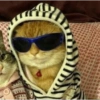 Conteúdo Aleatório De Gato 24