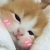 Malu malu kucing 15