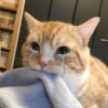 Gatos reacciones 😼 30