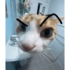 Kitty cat 22