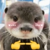 ANIMALITOS ♥️🦝 6