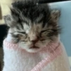 😽 GATITOS PA' REACCIONAR 😽 10
