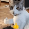 🤓 GATOOOZ !!¡¡😺🗯️ㅤㅤ 18