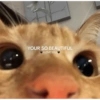 Catscatacats9 30
