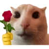 Gatitos para el chat 🫪 9