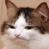 🐱🐾🐈 Cats l 🐈🐾🐱 21