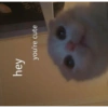 Catscatacats9 14