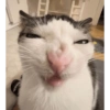 Kitty cat 20