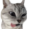 Gatos Icon😻💞⭐ 12