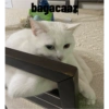 Biyu 8