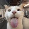 Gatitos 🤭 9