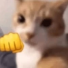 🐈🐱 Gatos Reacciones 🐈🐱 1 16