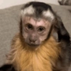 Macaco 8