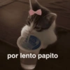 🙈 ANIMALITOS CON TEXTOS 😎 11