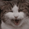 🐈🐱 Gatos Reacciones 🐈🐱 1 8