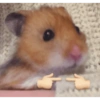 Hamster Reaction  7
