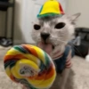 Gatos Random 2😼🪷 29