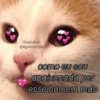 Memes de gatinhos 8