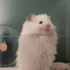 🌈🐹✨️Hamster Funny Mood✨️🐹🌈 11