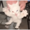 Cat Black 5