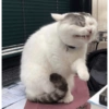 Cat meme 20