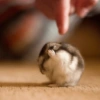🌈🐹✨️Hamster Funny Mood✨️🐹🌈 16