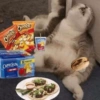 🐱🐾🐈 Cats l 🐈🐾🐱 23