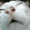 🐈🐱 Gatos Reacciones 🐈🐱 1 14