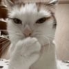 😽 GATITOS PA' REACCIONAR 😽 13
