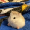 🌈🐹✨️Hamster Funny Mood✨️🐹🌈 9