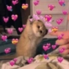 Gatitos amor 8