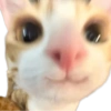 Gatos Icon😻💞⭐ 10