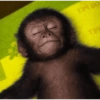 Monkey 9